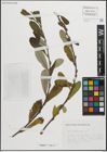 Foto von Salix pedicellata Desf.